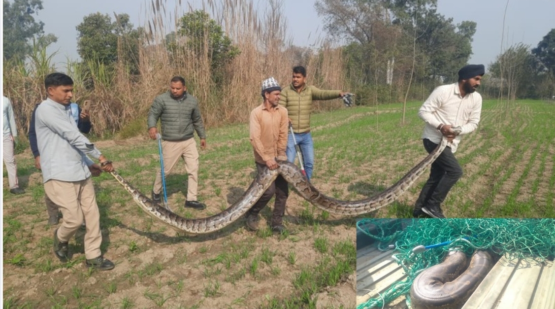 लक्सर क्षेत्र में बढ़ रहा अजगरों का आतंक, 15 फीट लंबे अजगर का रेस्क्यू