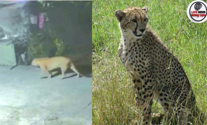 हरिद्वार भेल परिसर में सीसीटीवी में कैद हुआ गुलदार, रातभर दहशत में कर्मचारी।