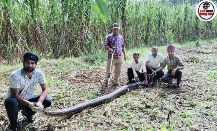 लक्सर में वन विभाग की टीम 12 फीट लंबे अजगर को पकड़ते हुए — घायल वनकर्मी को साथियों ने बचाया।