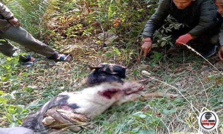 "मथलाऊ गांव में गुलदार हमले के बाद वन विभाग दल और ग्रामीण निरीक्षण करते हुए।"