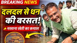 उत्तराखंड में मखाना खेती का बड़ा प्रयोग  जलभराव जमीन से लाखों की कमाई ।Makhana Farming